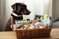 a basket filled with pet toys and treats for a furry friend Royalty Free Stock Photo