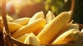 Basket filled with sun kissed corn cobs radiating golden hues Royalty Free Stock Photo