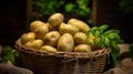 Basket filled with tender baby potatoes Royalty Free Stock Photo