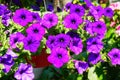 Basket filled with vibrant multicolored petunias