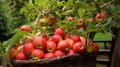 Overflowing apple basket