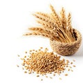 A basket filled with wheat next to a pile of grain, clipart isolated on white background. Royalty Free Stock Photo