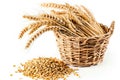 A basket filled with wheat next to a pile of grain, clipart isolated on white background. Royalty Free Stock Photo