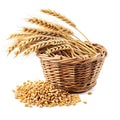 A basket filled with wheat next to a pile of grain, clipart isolated on white background. Royalty Free Stock Photo