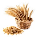 A basket filled with wheat next to a pile of oats, clipart isolated on white background. Royalty Free Stock Photo