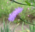 Basket Flower (Centaurea Americana)