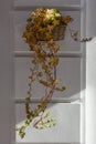 Basket with flowers hanging on a wall white light. A basket inside with small plants. White wall background Royalty Free Stock Photo