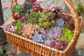 A basket of flowers