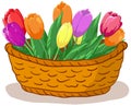 Basket with flowers tulips