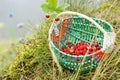 Basket of forest strawberries