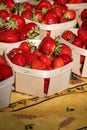 Basket of french red ripe sweet strawberries Manon des Fraises, Fragaria ananassa harvested in Provence