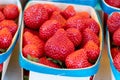 Basket of french red ripe sweet strawberries Manon des Fraises, Fragaria ananassa harvested in Provence