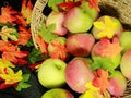 Basket of fresh apples, with colorful fall leaves