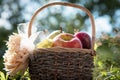 A basket of fresh apples, pears and plums on the grass, sunset Royalty Free Stock Photo