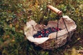 Basket of fresh bilberry cranberries and lingonberry picked in summer forest. Harvesting wild huckleberries in fall