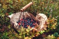 Basket of fresh bilberry and lingonberry picked in summer forest. Harvesting wild huckleberries in fall