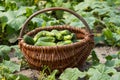 Basket with fresh cucumbers