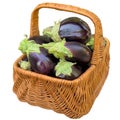 Basket with fresh eggplants.