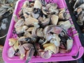 basket of fresh fallen rock crab claw legs for sale. Royalty Free Stock Photo