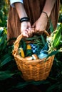 Basket of fresh food in the hands of women