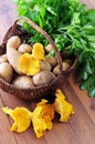 Basket with fresh golden chanterelles and potatos parsley on tab Royalty Free Stock Photo