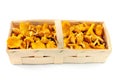 basket with fresh golden chanterelles on white isolated background Royalty Free Stock Photo