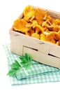 basket with fresh golden chanterelles on white isolated background Royalty Free Stock Photo