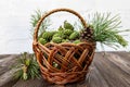 A basket of fresh green pine cones collected to make healing jam