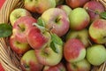 Basket of Fresh Handpicked Cox Apples Royalty Free Stock Photo