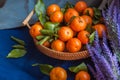 Basket of fresh mandarin oranges Tangerins with green leaves. Royalty Free Stock Photo