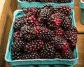 Basket of fresh Marionberries Royalty Free Stock Photo