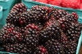 Basket of fresh Marionberries Royalty Free Stock Photo