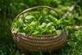 Basket with fresh orache Royalty Free Stock Photo