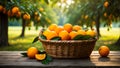 Basket with fresh oranges a background of trees group harvest