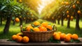 Basket with fresh oranges a background of trees group harvest summer