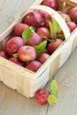 Basket of fresh picked apples Royalty Free Stock Photo