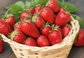 A basket of fresh-picked strawberries, each berry showcasing its bright red hue and natural imperfections