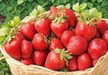 A basket of fresh-picked strawberries, each berry showcasing its bright red hue and natural imperfections.