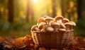 Basket with fresh porcini mushrooms in forest. Copy space.