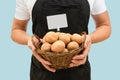 A basket with fresh potatoes and a price tag in the hands of a farmer on a blue background. Harvesting Royalty Free Stock Photo