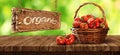 Basket of fresh, red tomatoes and garden