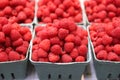 Basket of Fresh, Ripe, Juicy Organic Raspberries