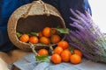 Basket of fresh mandarin oranges Tangerins with green leaves. Royalty Free Stock Photo