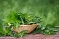 Basket of fresh stinging nettle leaves