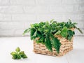 Basket of fresh stinging nettle leaves on wooden table