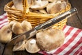 Basket with fresh thistle mushrrom Royalty Free Stock Photo