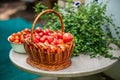 Basket of freshly harvested tomatoes on a wooden table, surrounded by green plants Royalty Free Stock Photo