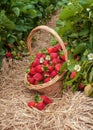 Strawbery field basket fresh picked berries