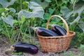 basket of freshly picked eggplants beside plants Royalty Free Stock Photo
