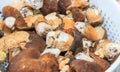 Basket of freshly picked mushrooms